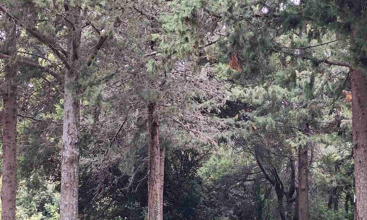 Photo of Outdoor in Monopari