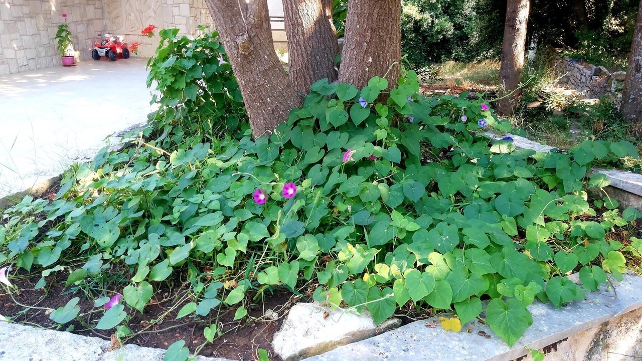 Photo of Outdoor in Monopari