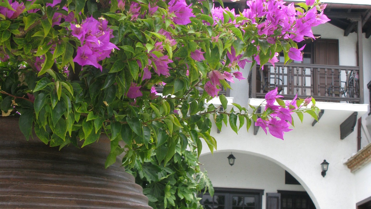 Photo of Outdoor in Skopelos