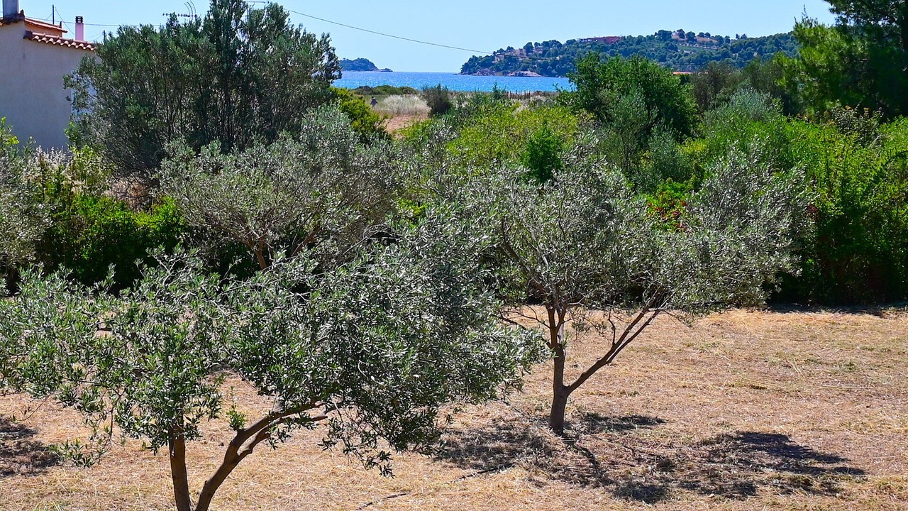 Photo of Outdoor in Agii Anargiri