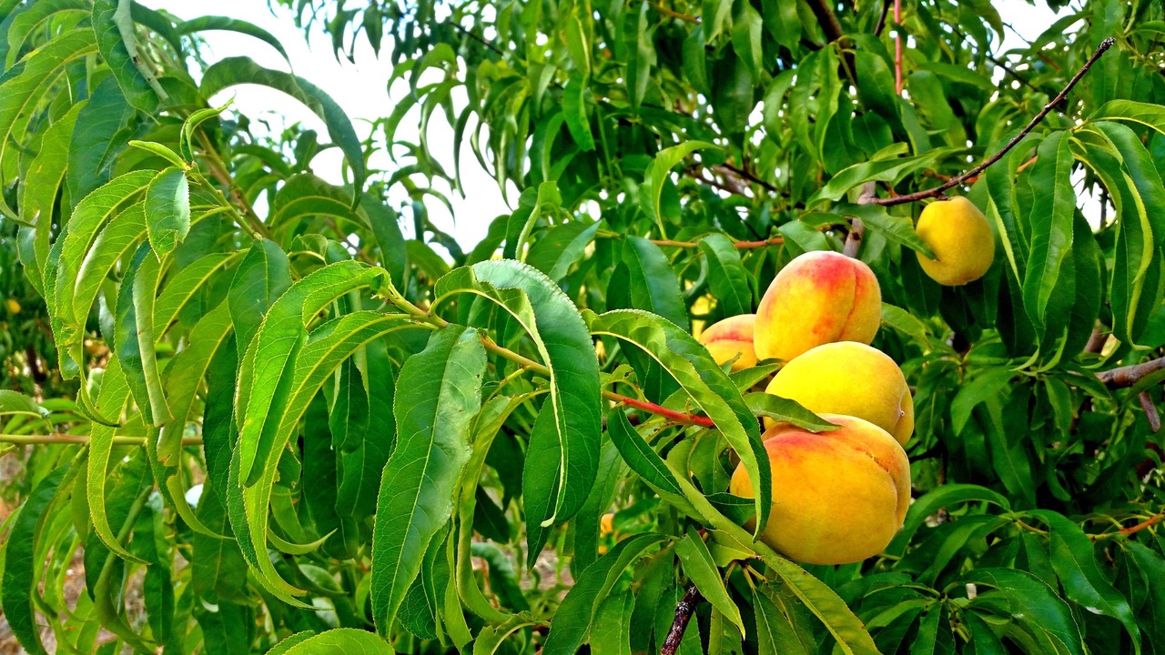 Photo of Outdoor in Monopari