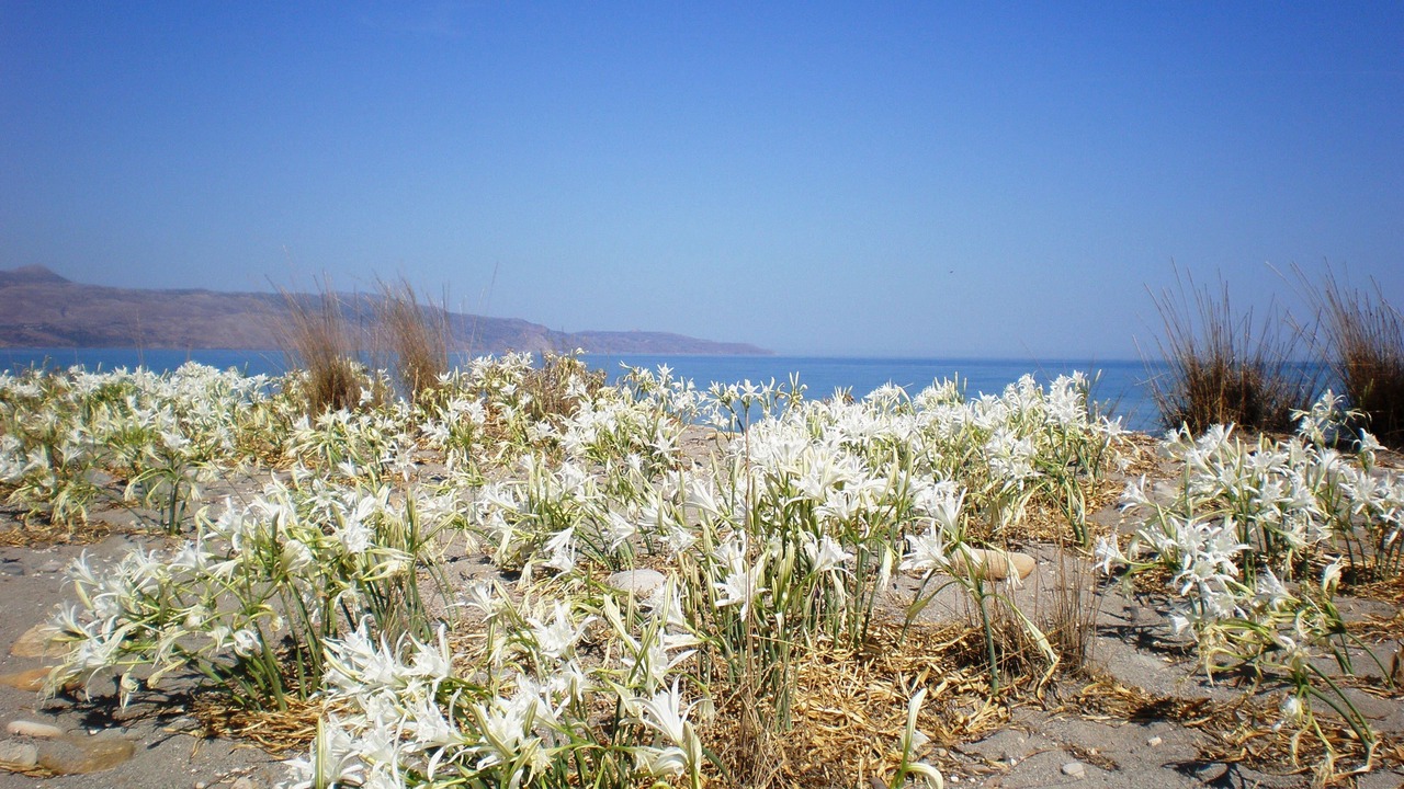 Photo of Others in Maleme