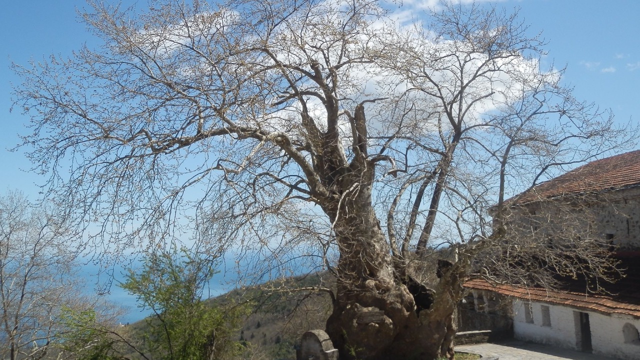 Photo of Others in Skotina