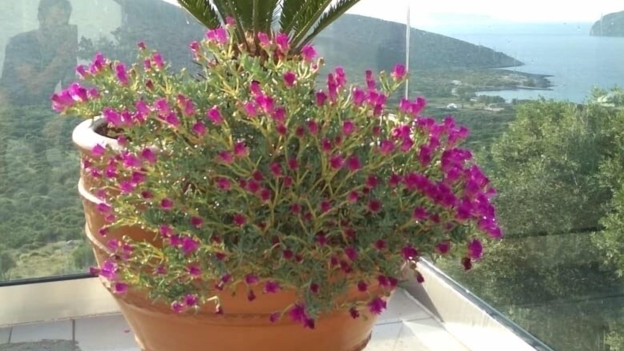Photo of Outdoor in Pefki