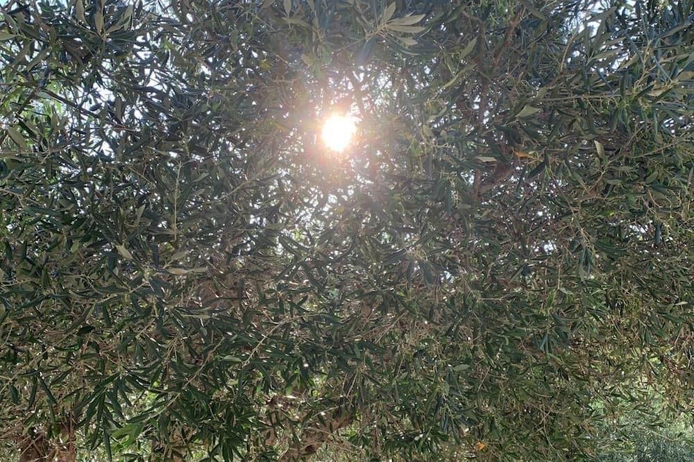 Photo of Outdoor in Afionas