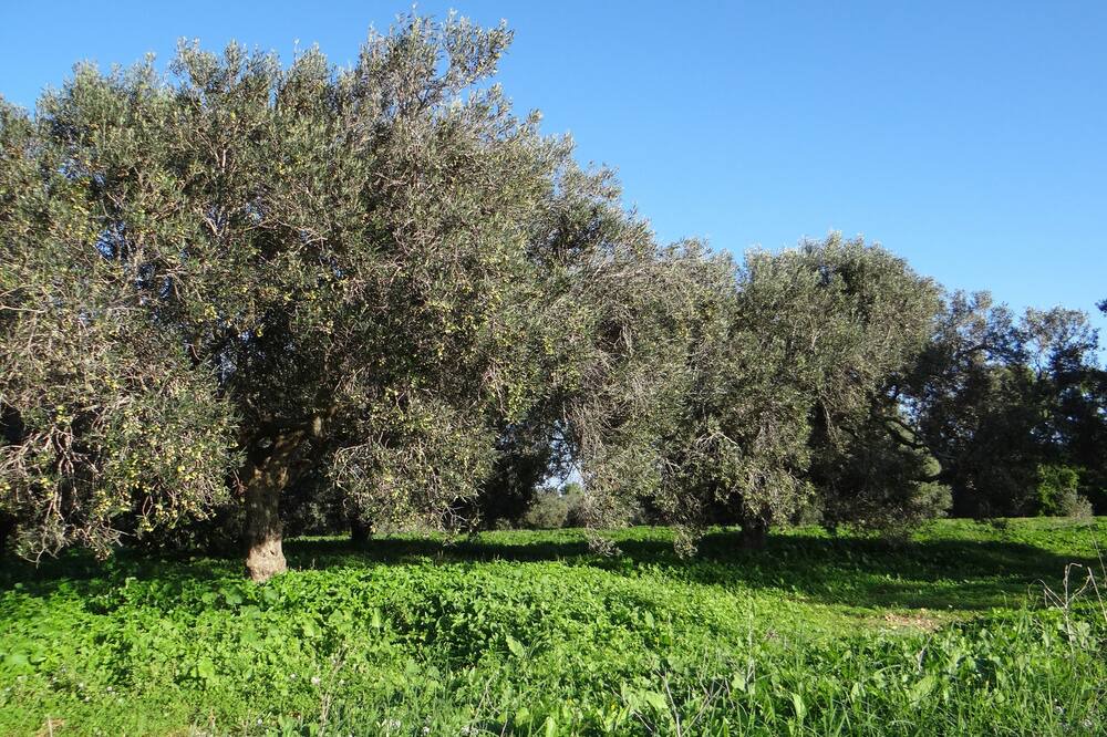 Photo of Outdoor in Hammam Al Agzaz