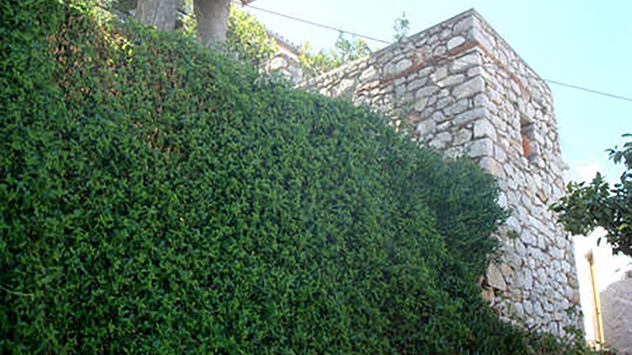 Photo of Outdoor in idhra