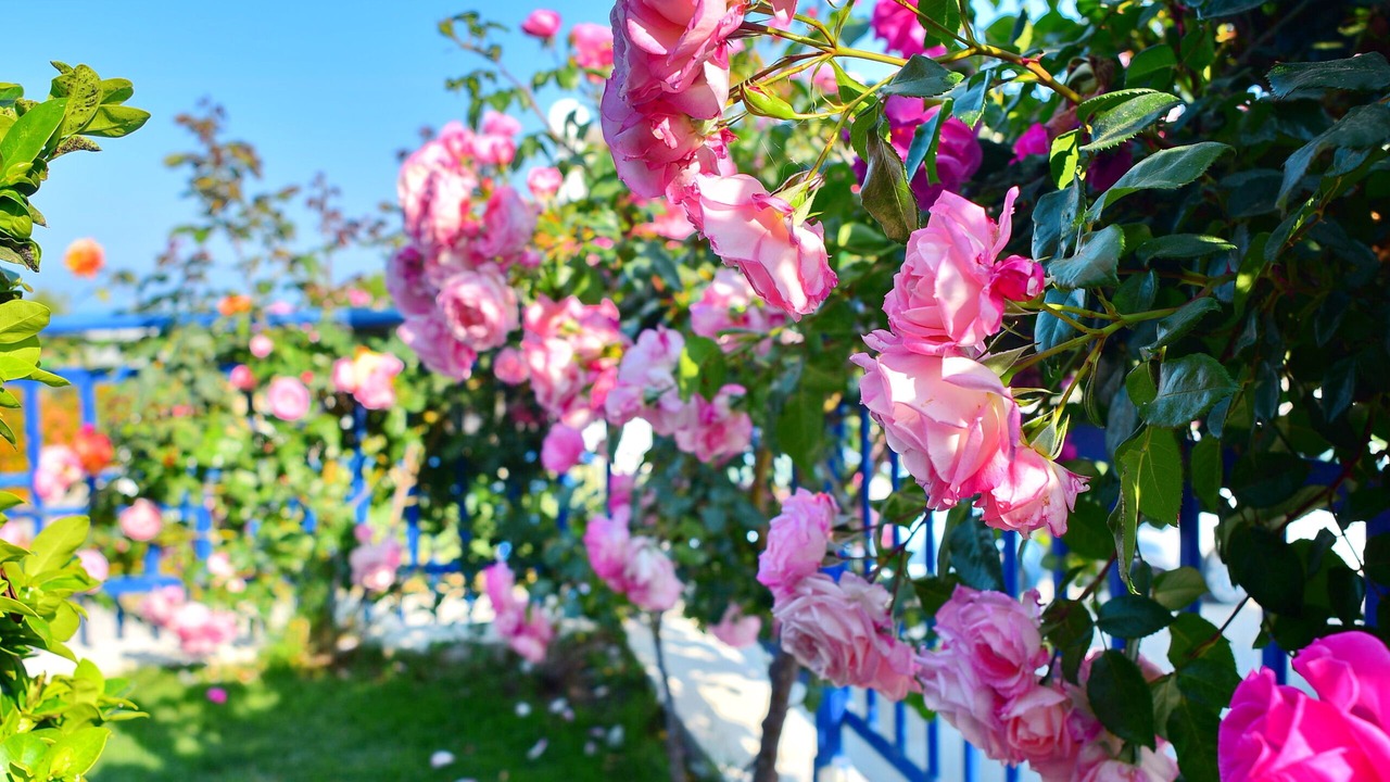 Photo of Outdoor in Afandou
