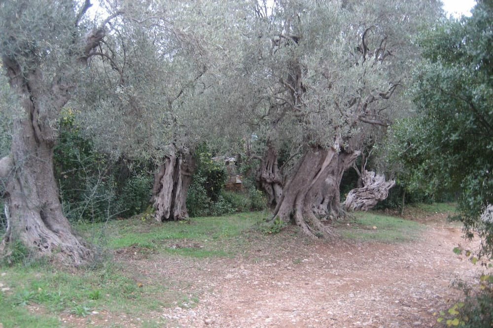 Photo of Outdoor in Kato Vrontou