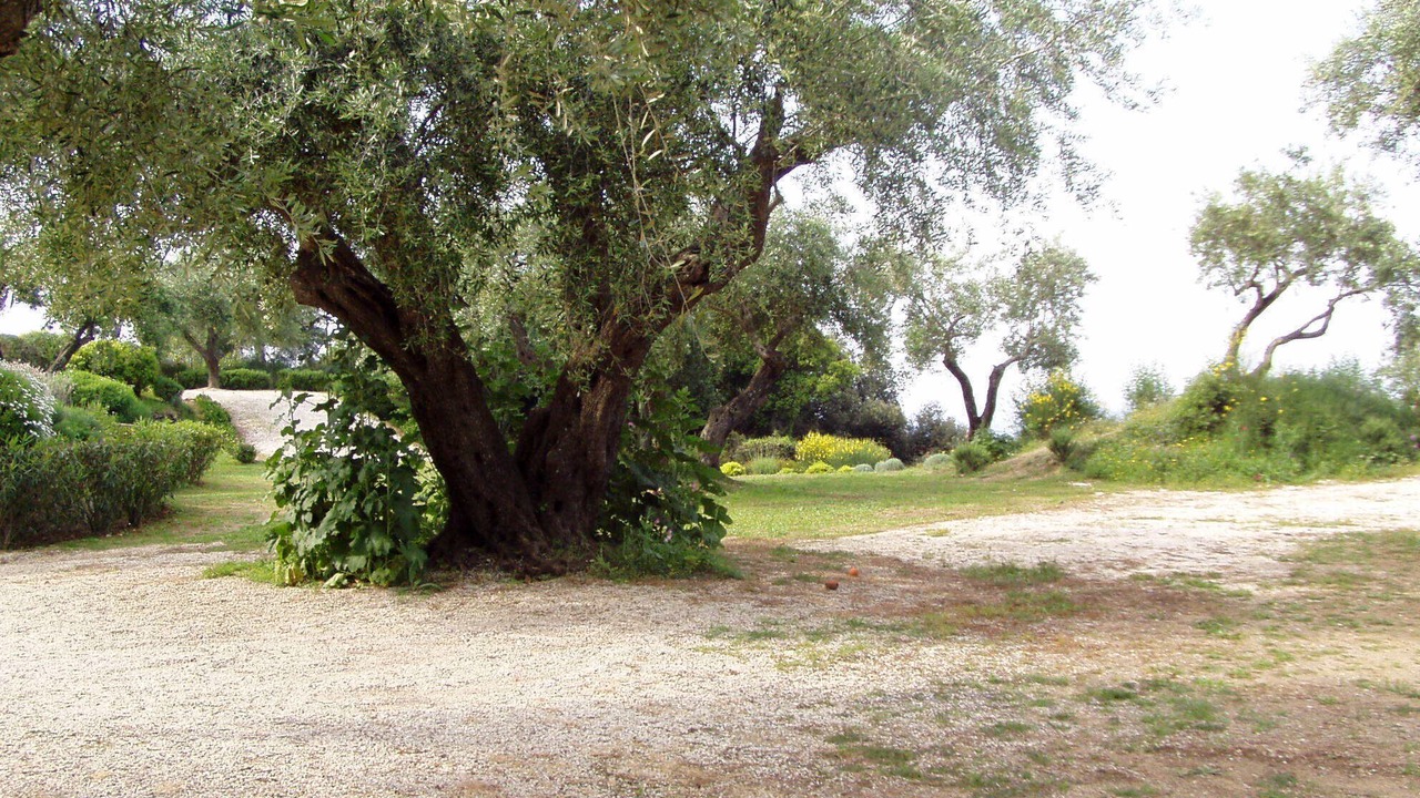 Photo of Outdoor in Pelekas