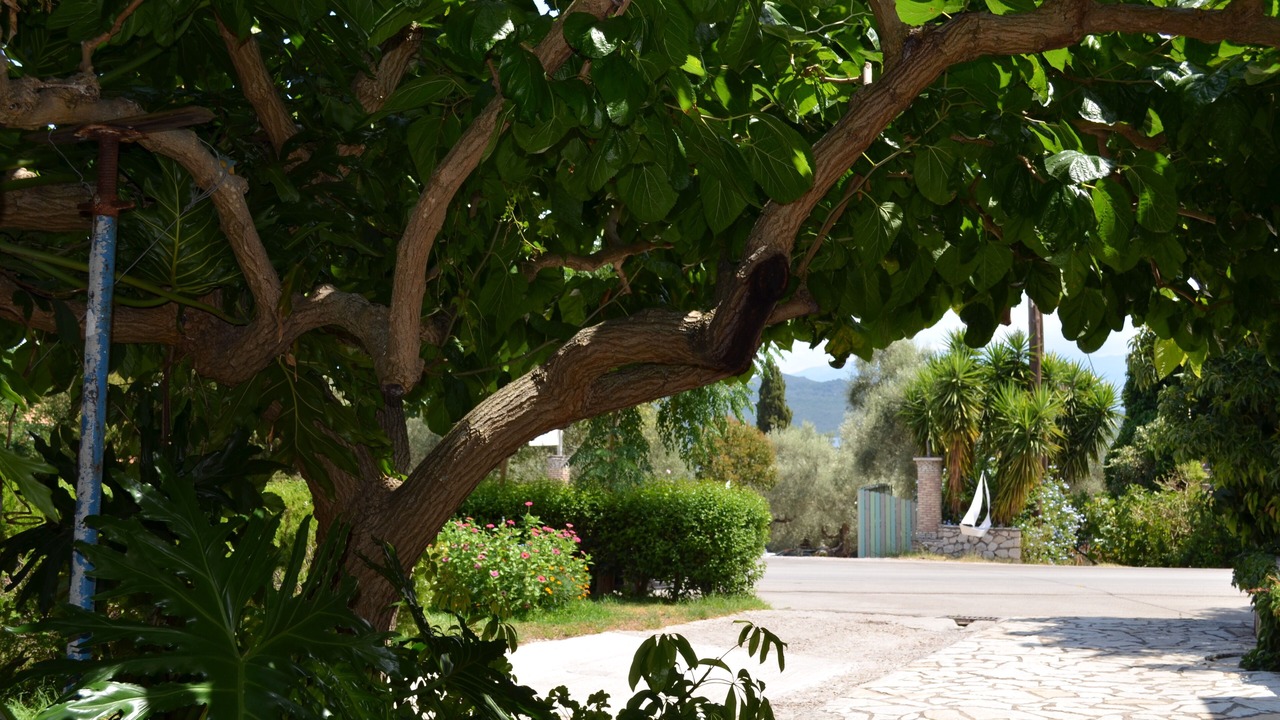 Photo of Patio Balcony in Nikiana