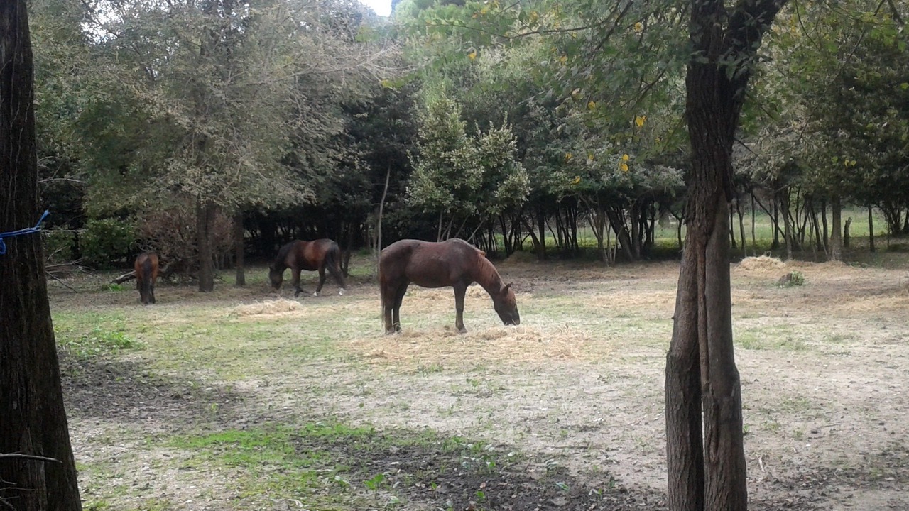 Photo of Outdoor in Corfu Town