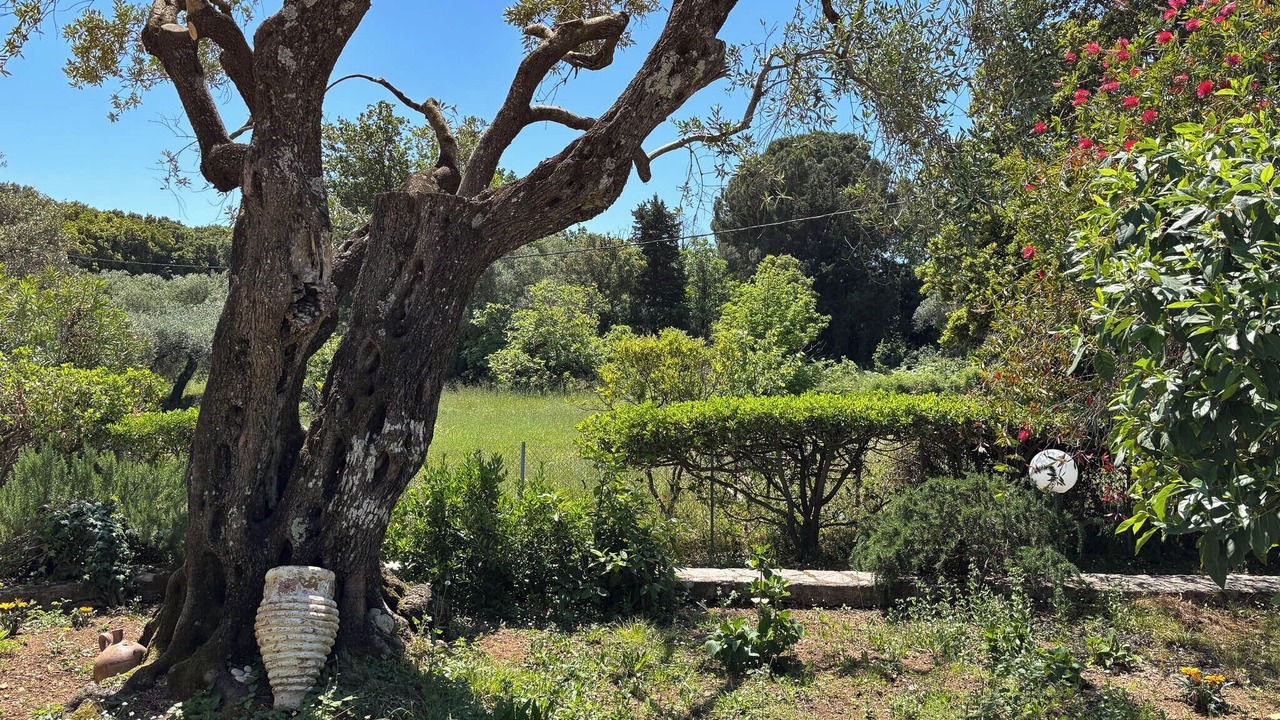Photo of Outdoor in Petaleia