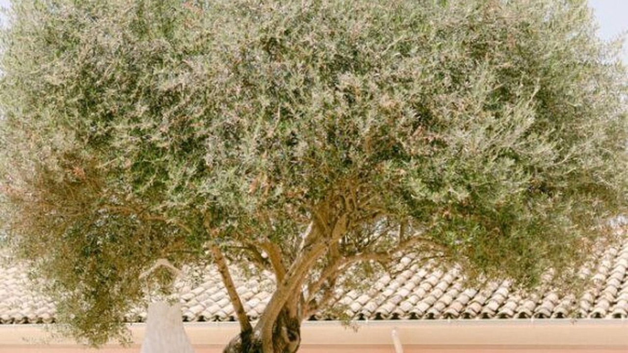 Photo of Outdoor in Messonghi