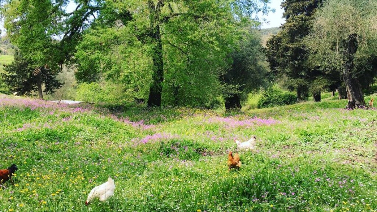 Photo of Outdoor in Messonghi