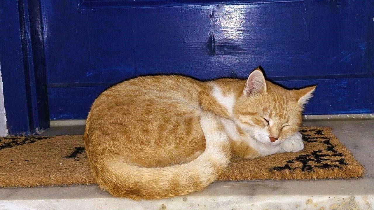Photo of Others in Evdilos