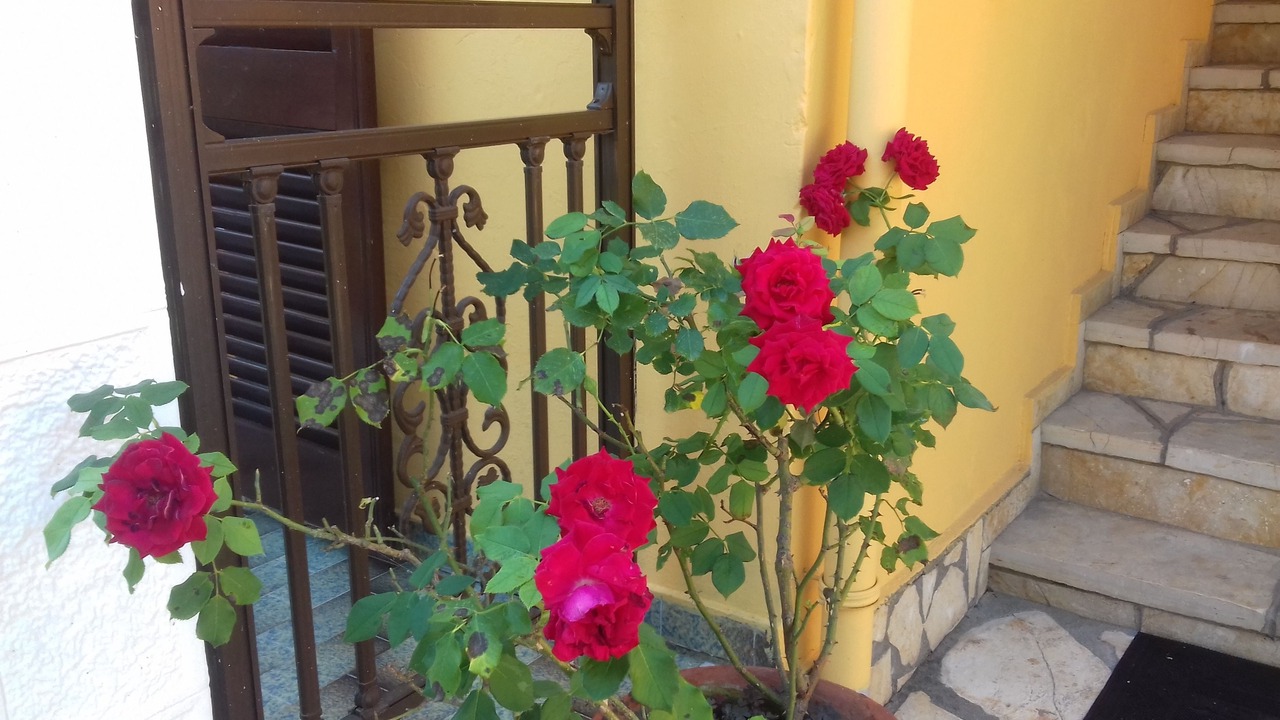 Photo of Outdoor in Ipsos