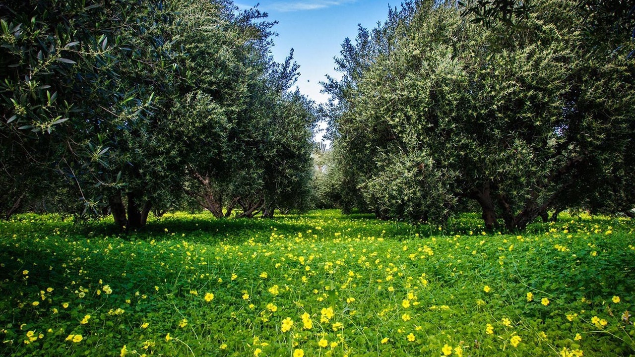 Photo of Outdoor in Sitia