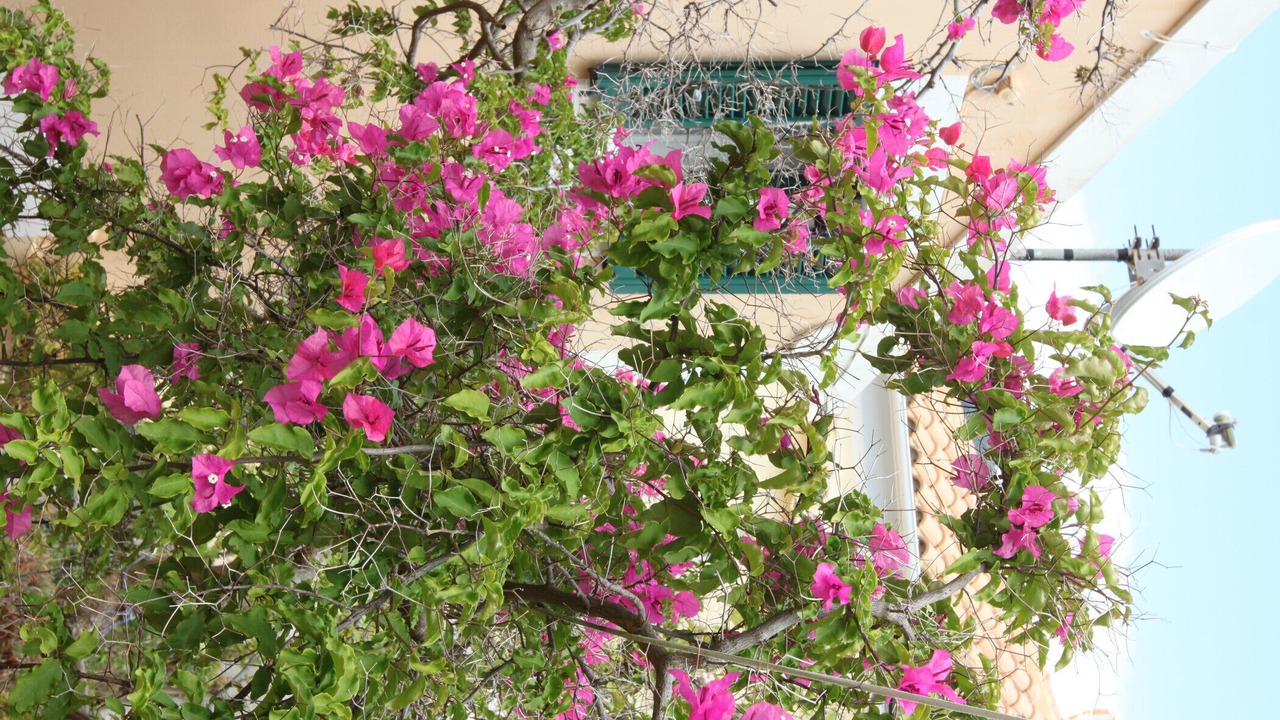 Photo of Outdoor in Frourion