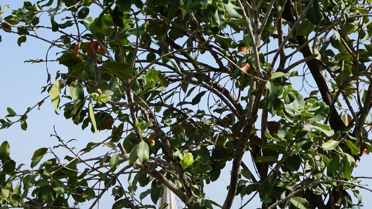 Photo of Outdoor in Pyrgos Psilonerou