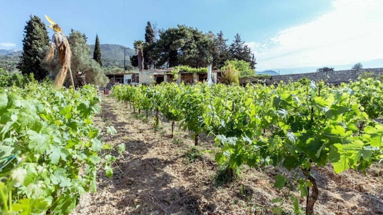 Photo of Outdoor in Mylopotamos