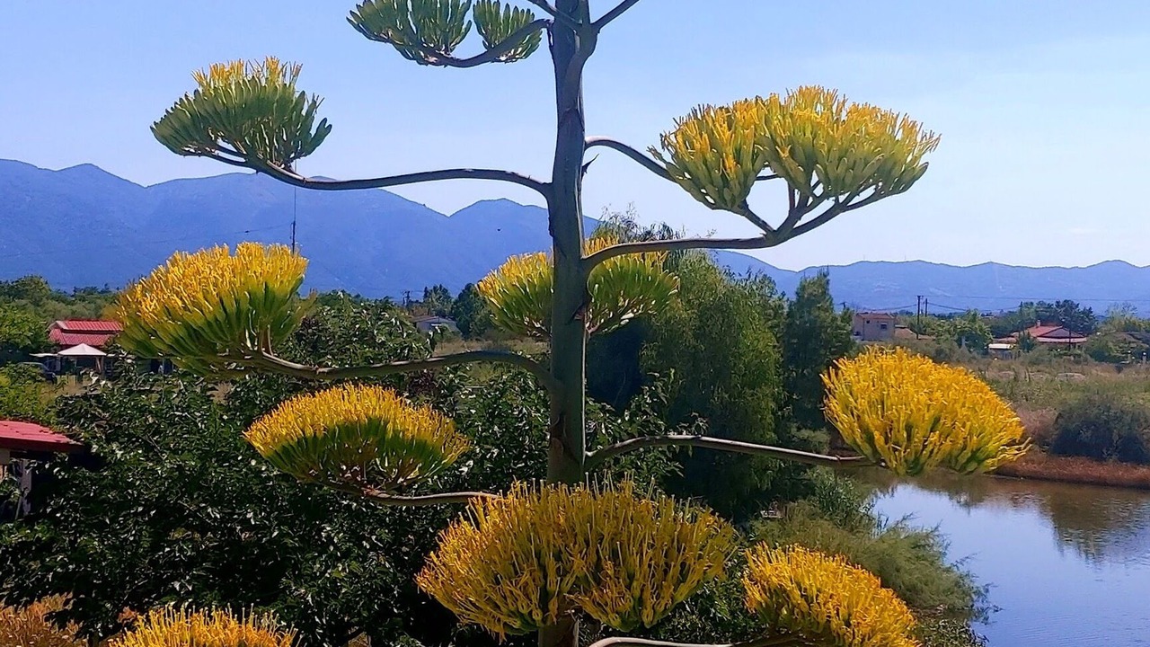 Photo of Outdoor in Nea Mesagkala