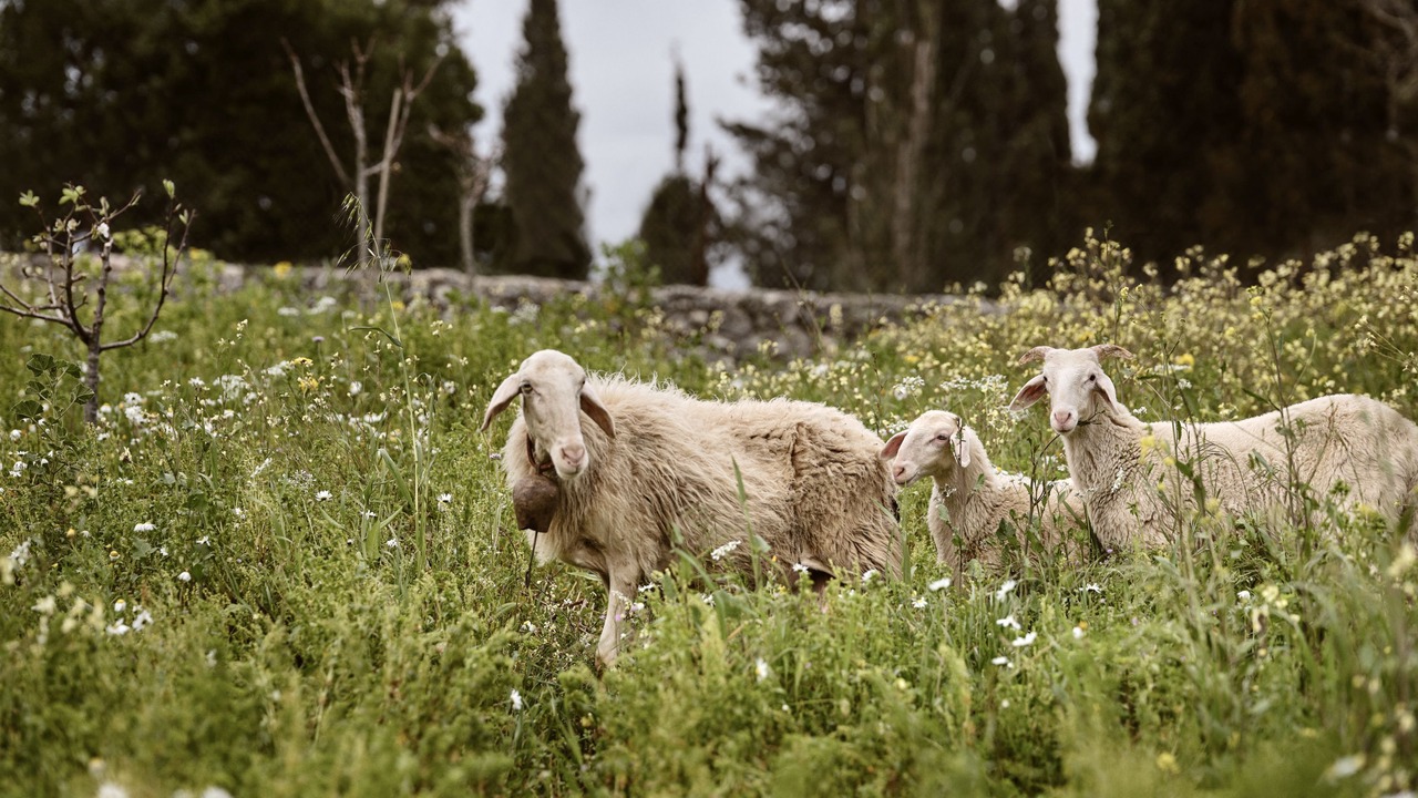Photo of Others in Agia Marina