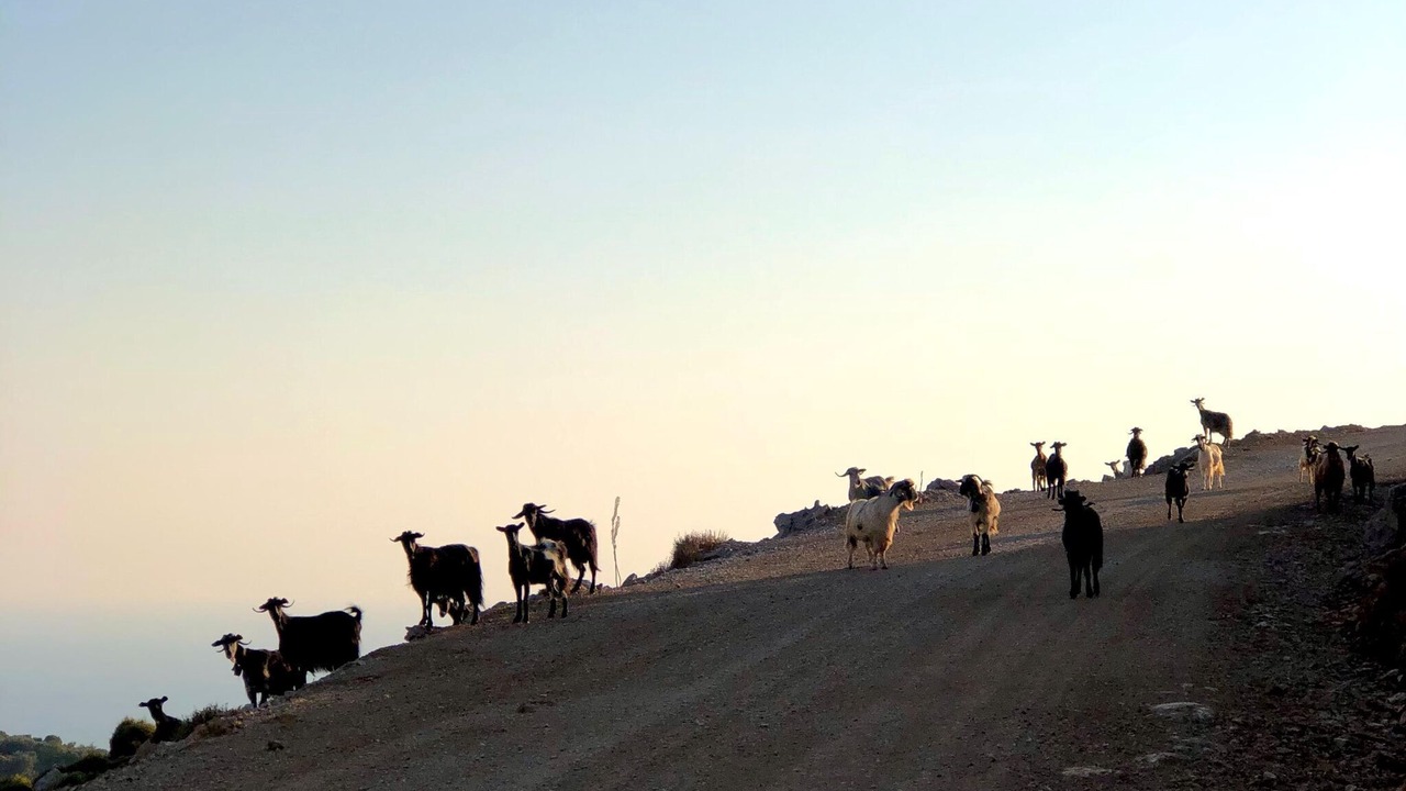 Photo of Others in Achlada