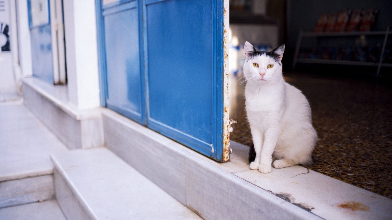 Photo of Others in Fira