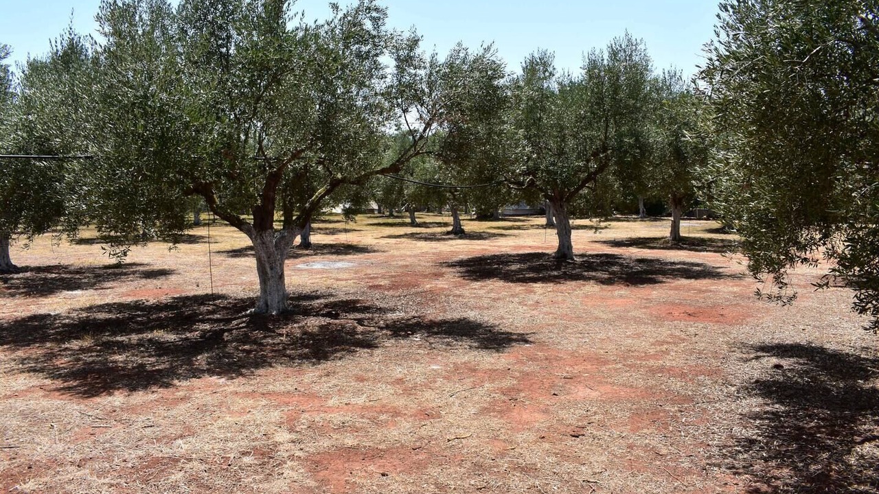 Photo of Others in Marathopoli