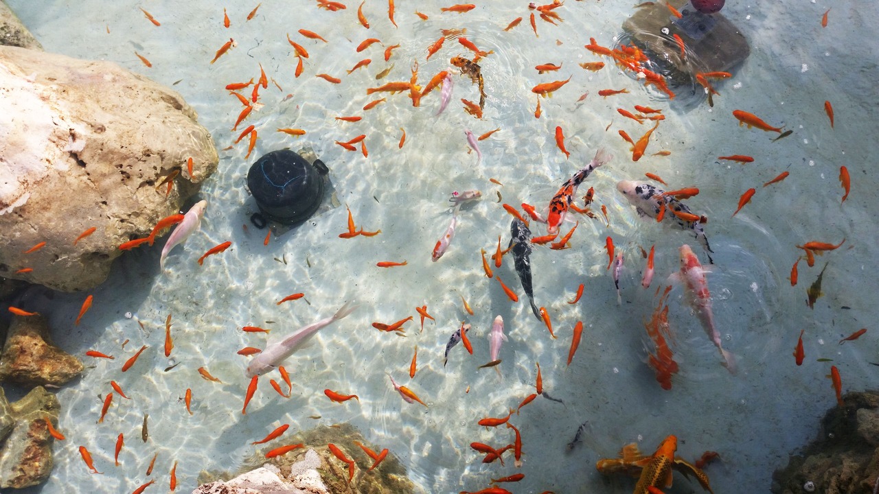 Photo of Others in Karavados