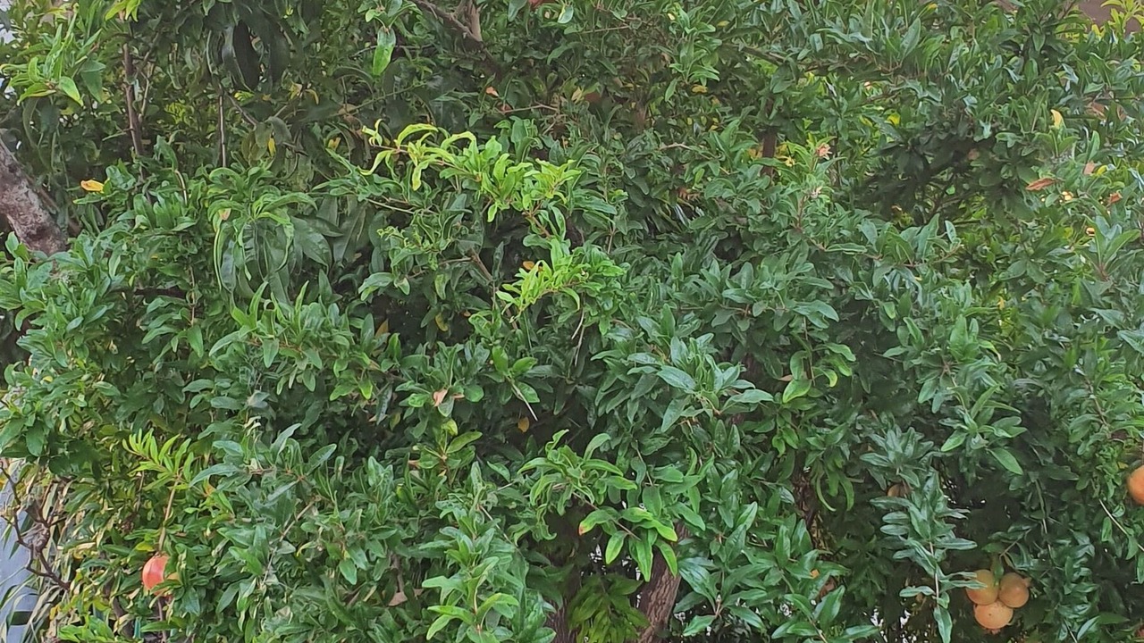 Photo of Others in Kontomari