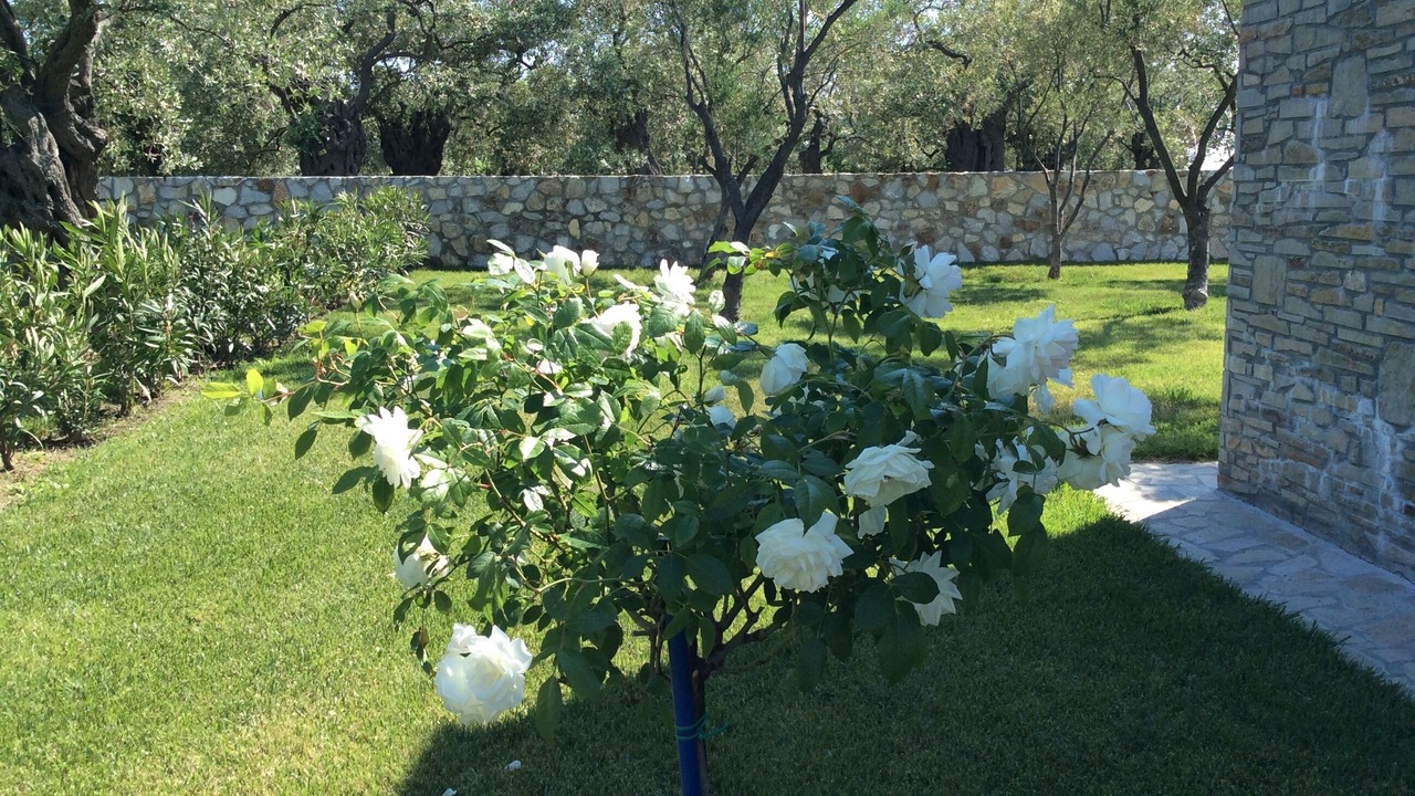 Photo of Outdoor in Prinos