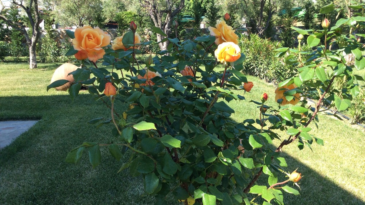 Photo of Outdoor in Prinos