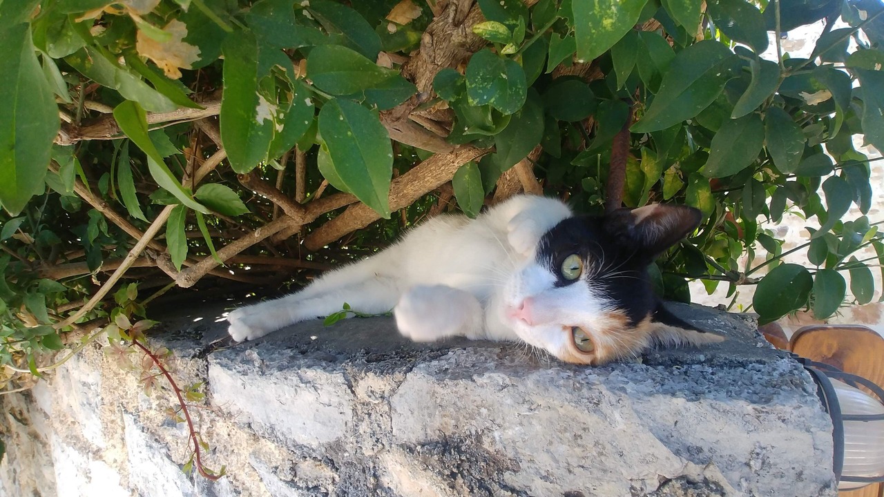 Photo of Others in Pyrgos Psilonerou