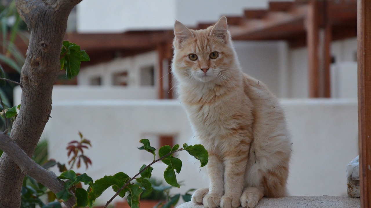 Photo of Others in Imerovigli