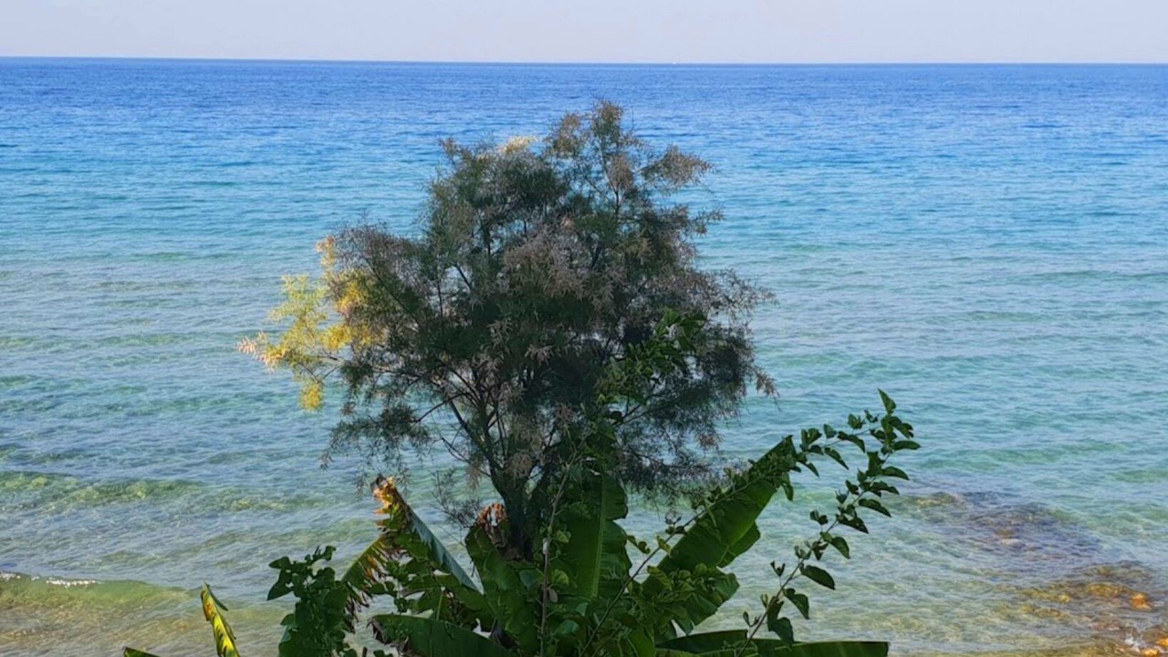 Photo of Others in Psarou
