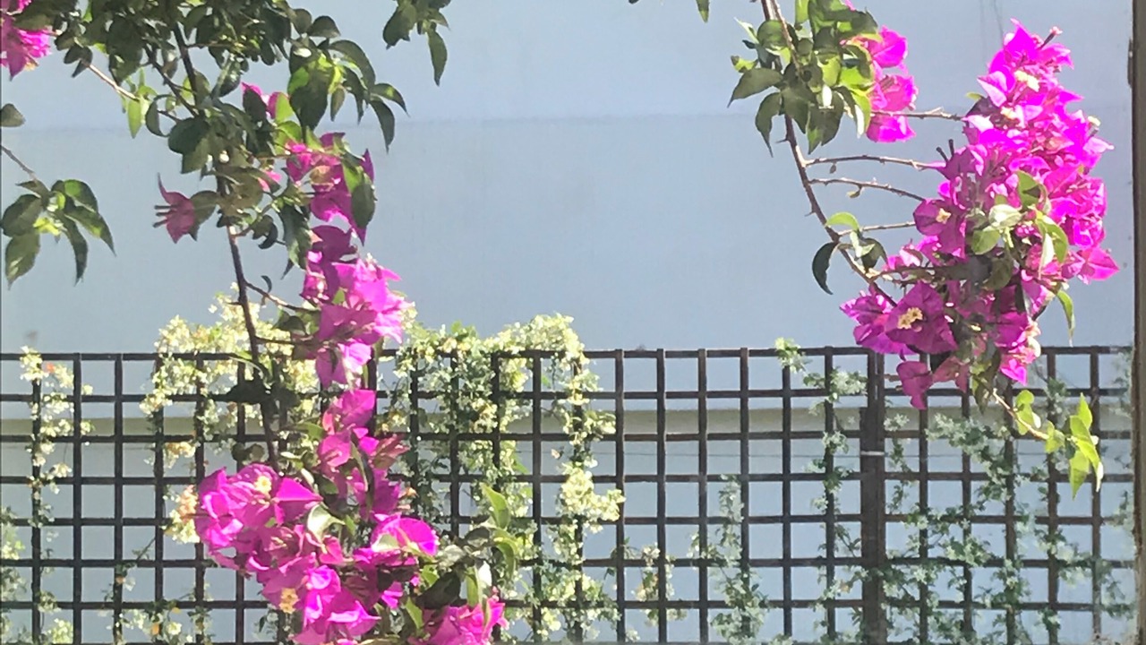 Photo of Outdoor in Palaio Psychiko