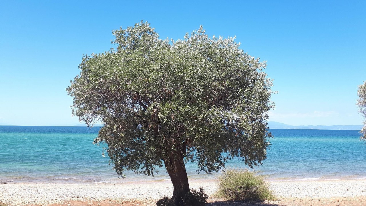 Photo of Others in Skala Potamias