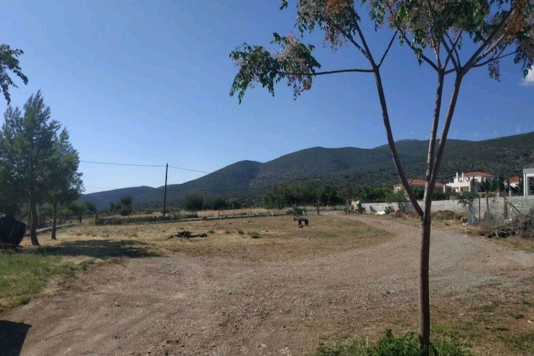 Photo of Others in Molaoi