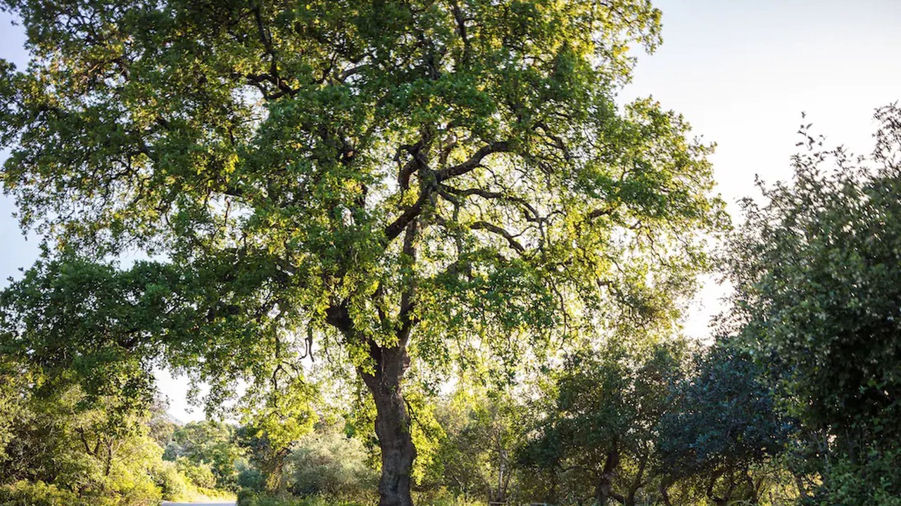 Photo of Outdoor in Roustika