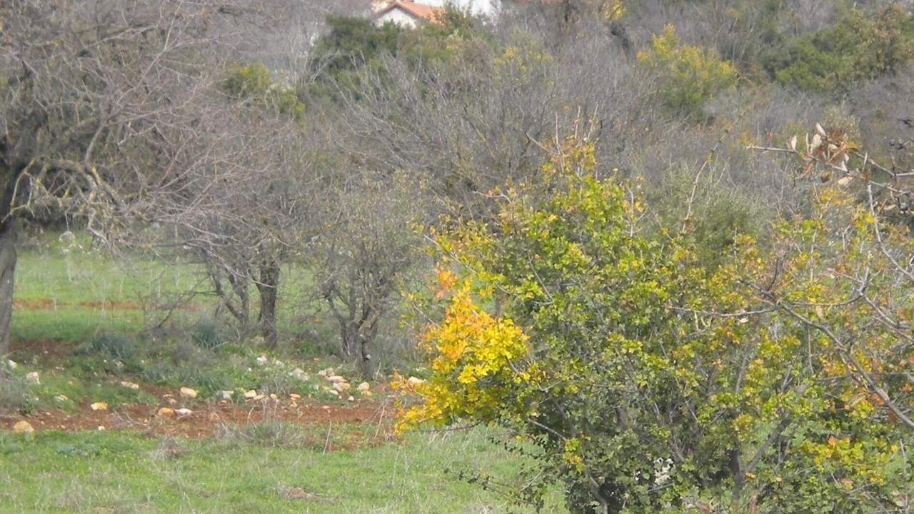 Photo of Others in Fokiano