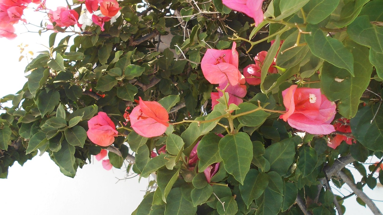 Photo of Outdoor in Marathokampos