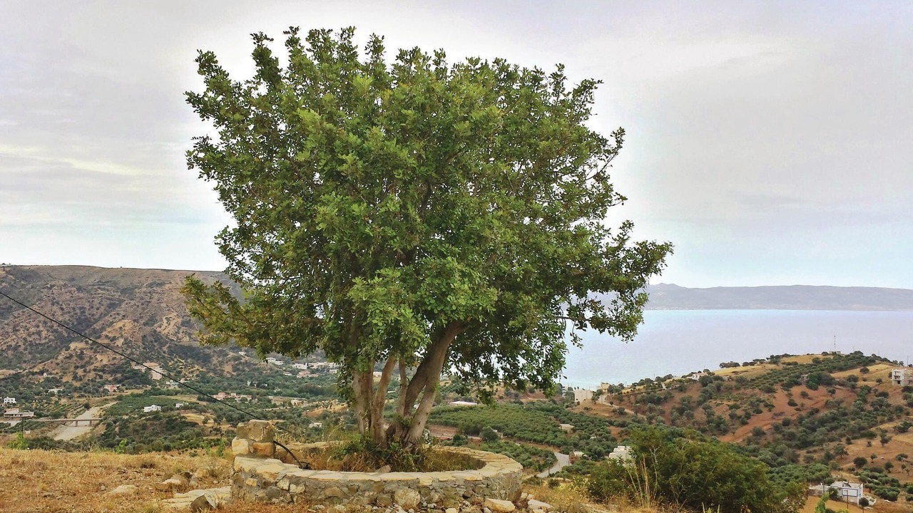 Photo of Others in Agia Galini