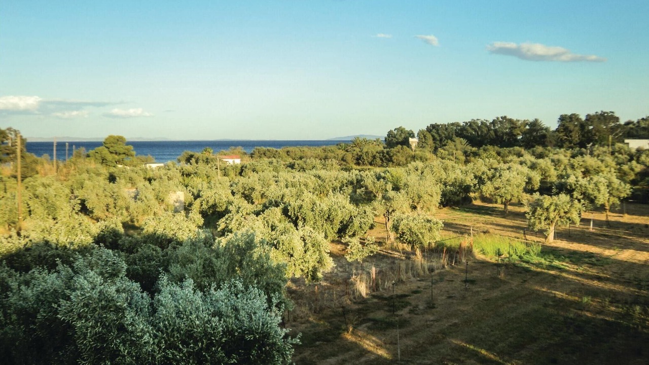 Photo of Others in Paralia
