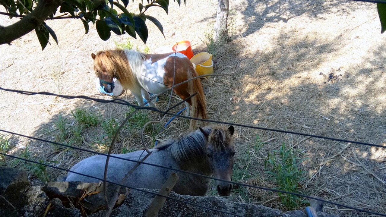 Photo of Others in Neromilos