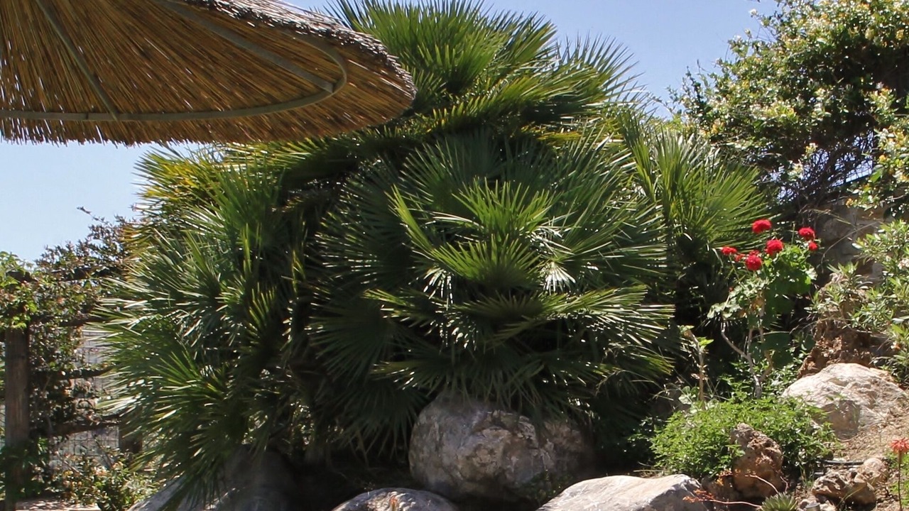 Photo of Outdoor in Pitsidia