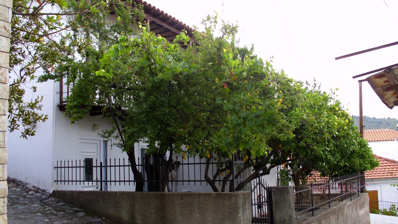 Photo of Others in Glossa