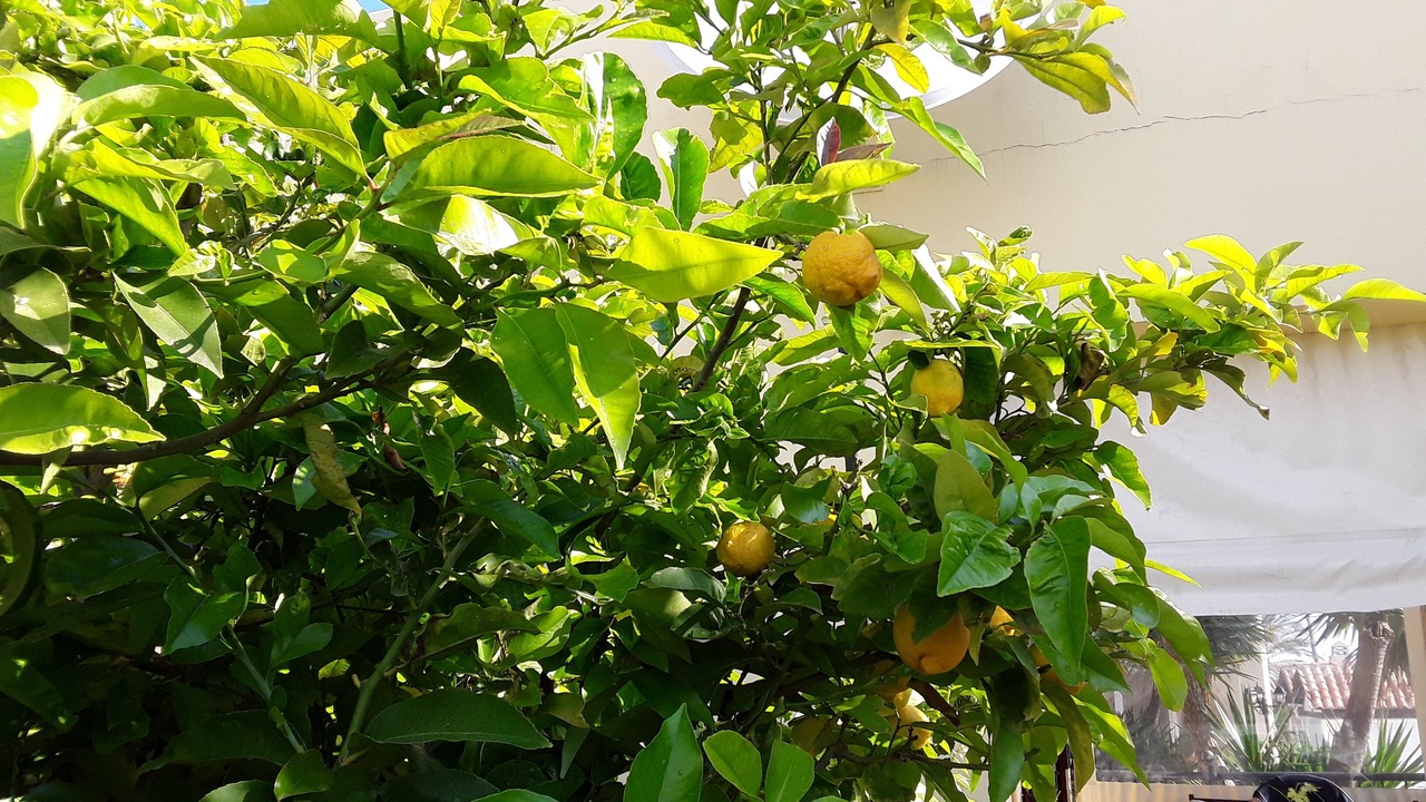 Photo of Outdoor in Darmarochori