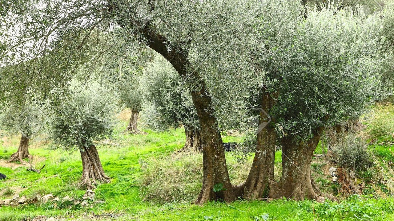 Photo of Outdoor in Choumeriakos